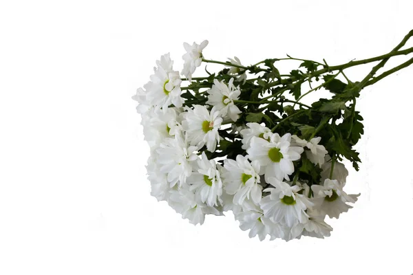 Flor Crisantemo Sobre Fondo Blanco Aislada Cortada — Foto de Stock