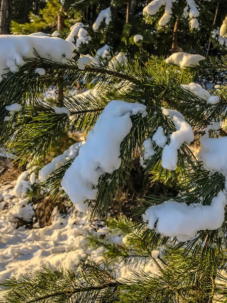 Árvore Foto Sob Neve Inverno Natal — Fotografia de Stock