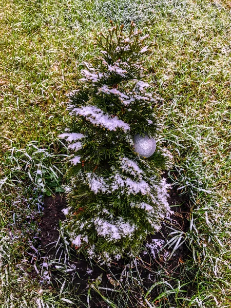 Foto Van Een Boom Onder Sneeuw Winter Kerst — Stockfoto