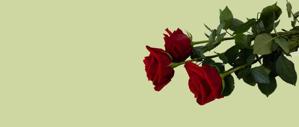 Ευχετήρια Κάρτα Πρότυπο Αντίγραφο Space Τριαντάφυλλα Φόντο Χρώμα — Φωτογραφία Αρχείου