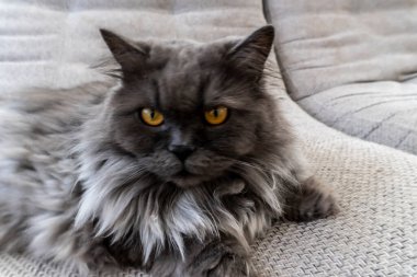 Gri tüylü kedi arka plan, kartlar, defter kılıfları ve diğer amaçlar için kullanılabilir.