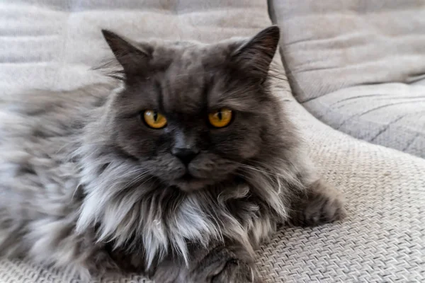 Schöne Graue Flauschige Katze Kann Für Hintergründe Karten Notizbucheinbände Und — Stockfoto