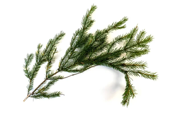 Ramo Árvore Natal Isolado Elemento Design Para Natal — Fotografia de Stock