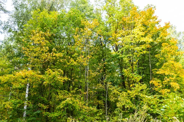 Krásný Podzimní Les Září Lze Použít Pro Pozadí Karty Tapety — Stock fotografie
