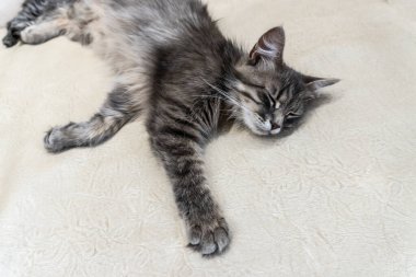 kedi fotoğrafı, güzel bir arkaplan ya da defter kapağı