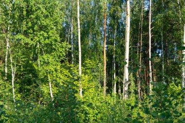 Orman fotoğrafı, yaz, doğa, güzel arka plan.