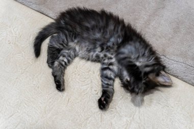 Küçük bir kedi yavrusu, güzel bir arkaplan ya da defter kapağı hayal edin.