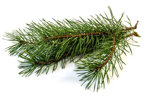Pine Branch Isolate Design Element Christmas — Stock Photo, Image