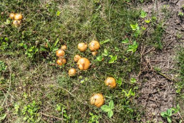 Çayırda yazın büyüyen mantar mantarları.