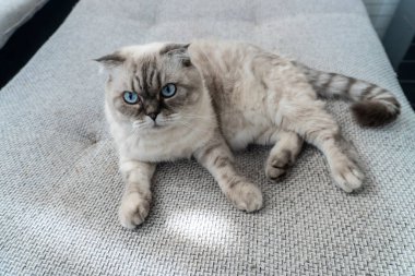 İskoç kedi cinsi, mavi gözlü beyaz, İskoç katlı.