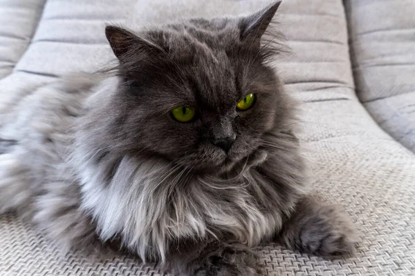 Gato Fofo Cinza Bonito Pode Ser Usado Para Fundos Cartões — Fotografia de Stock