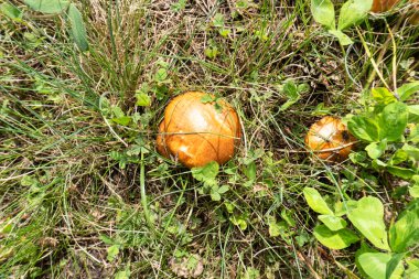 Çayırda yazın büyüyen mantar mantarları.