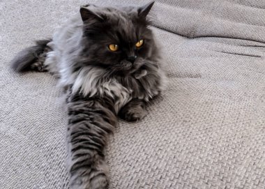 Gri tüylü kedi arka plan, kartlar, defter kılıfları ve diğer amaçlar için kullanılabilir.