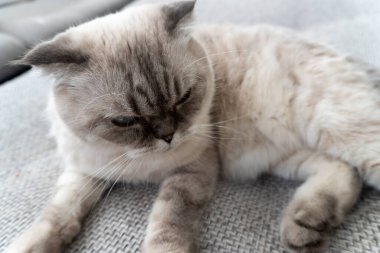 İskoç kedi cinsi, mavi gözlü beyaz, İskoç katlı.