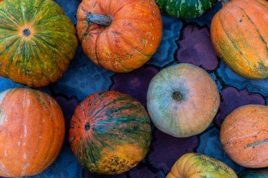 Bir sürü balkabağı fotoğrafı, sonbaharda hasat.