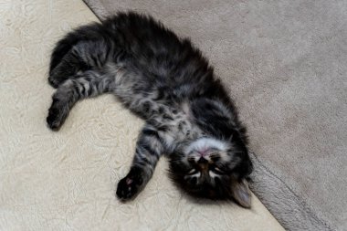 Küçük bir kedi yavrusu, güzel bir arkaplan ya da defter kapağı hayal edin.