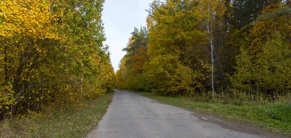 Sonbahar manzarası, sonbaharda orman, sarı yapraklar. Telefon ve bilgisayardaki güzel arkaplan veya ekran koruyucusu