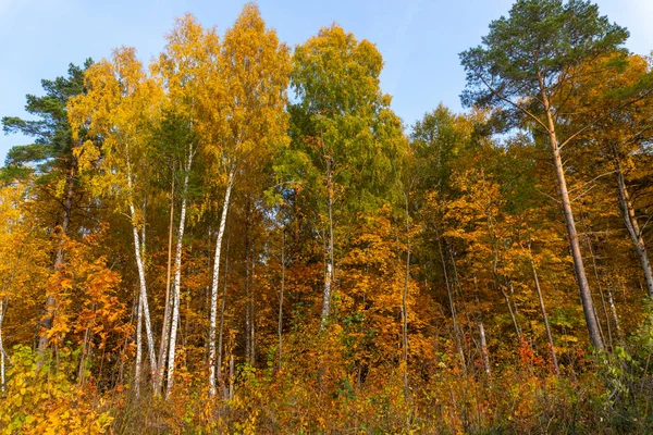 Осенний Пейзаж Осенний Лес Желтые Листья Красивый Фон Скринсейвер Телефоне — стоковое фото