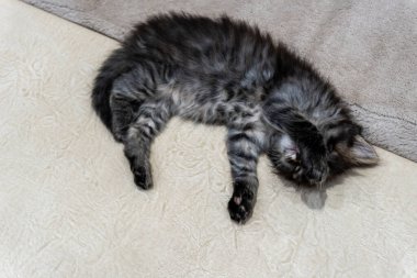 Küçük bir kedi yavrusu, güzel bir arkaplan ya da defter kapağı hayal edin.