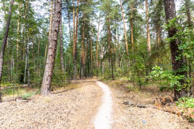 Yaz ormanı, huş ağacı, güzel yaz geçmişi.
