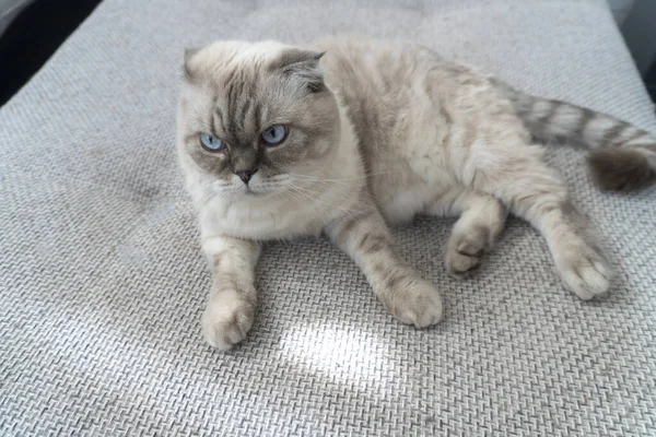 Foto Schottische Katzenrasse Weiß Mit Blauen Augen Schottisch Gefaltet — Stockfoto