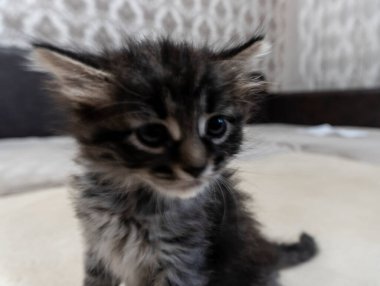 Küçük bir kedi yavrusu, güzel bir arkaplan ya da defter kapağı hayal edin.