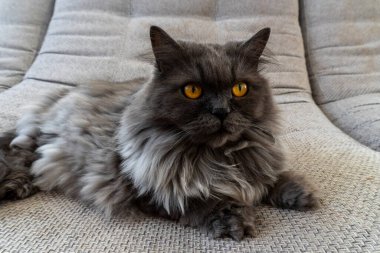 Gri tüylü kedi arka plan, kartlar, defter kılıfları ve diğer amaçlar için kullanılabilir.