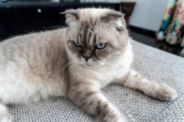 Fotoğraf İskoç kedisi, İskoç katlı, mavi gözlü beyaz