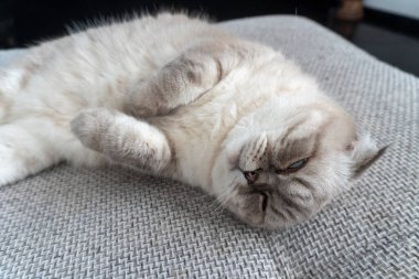 Fotoğraf İskoç kedisi, İskoç katlı, mavi gözlü beyaz