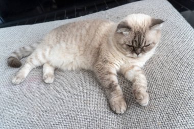 Fotoğraf İskoç kedisi, İskoç katlı, mavi gözlü beyaz