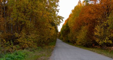 Sonbahar manzarası, sonbaharda orman, sarı yapraklar. Telefon ve bilgisayardaki güzel arkaplan veya ekran koruyucusu