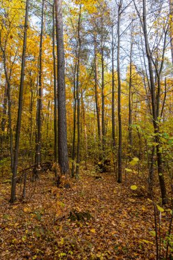 Sonbahar manzarası, sonbaharda orman, sarı yapraklar. Telefon ve bilgisayardaki güzel arkaplan veya ekran koruyucusu