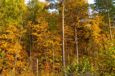Sonbahar manzarası, sonbaharda orman, sarı yapraklar. Telefon ve bilgisayardaki güzel arkaplan veya ekran koruyucusu