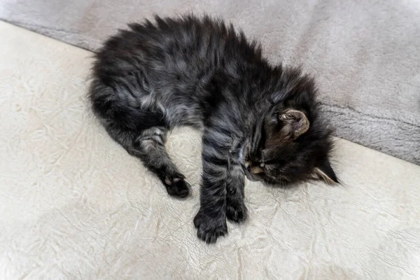 Imagina Gatito Pequeño Hermoso Fondo Portada Para Cuadernos — Foto de Stock