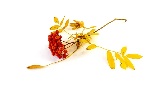 Isolé Sur Fond Blanc Branche Rowan Avec Des Baies Rouges — Photo