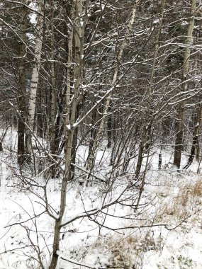 Kışın ormandaki ilk kar, güzel bir arka plan, soğuk hava.
