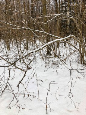 Kışın ormandaki ilk kar, güzel bir arka plan, soğuk hava.