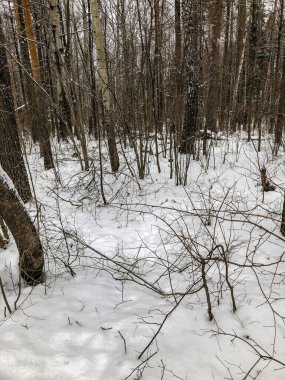 Kışın ormandaki ilk kar, güzel bir arka plan, soğuk hava.