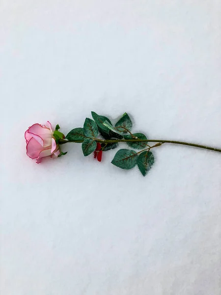 Rose photo on the snow in the winter on Valentine\'s Day