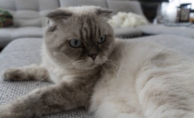 Fotoğraf İskoç kedisi, İskoç katlı, mavi gözlü beyaz