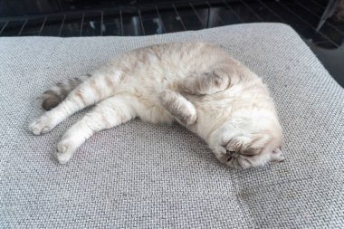 Fotoğraf İskoç kedisi, İskoç katlı, mavi gözlü beyaz