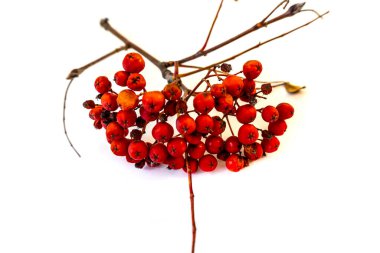 Beyaz arka planda kırmızı böğürtlenli kürek dalı var.