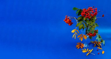 Mavi arkaplanda kırmızı böğürtlenli bir grup rowan dalı ve metin için boşluk