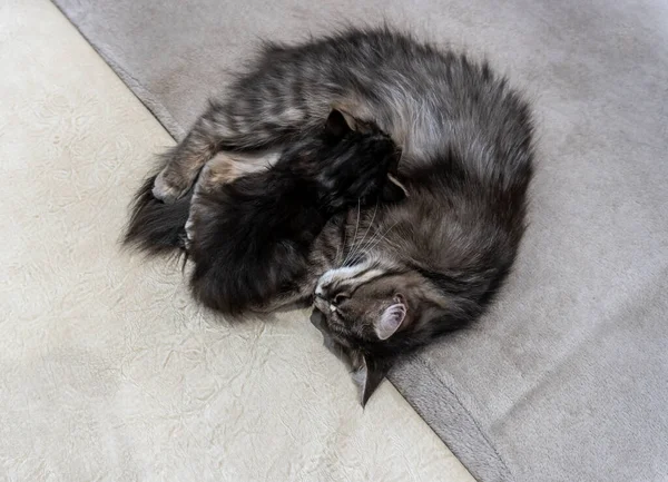 Foto Einer Katze Mit Einem Kätzchen Von Einer Schönen Grau — Stockfoto