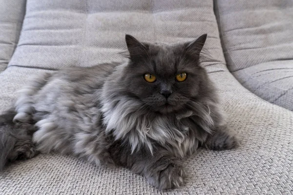 Krásná Šedá Nadýchaná Kočka Může Být Použita Pozadí Karty Notebooky — Stock fotografie