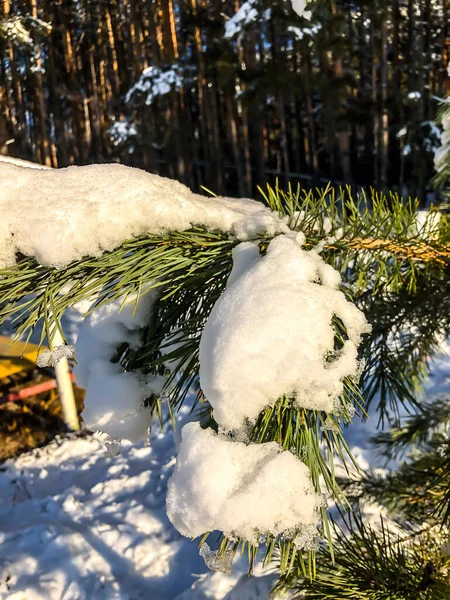 Julboll Och Snö Julgranen Vinterskog Semester Naturen — Stockfoto