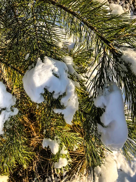 Bola Natal Neve Árvore Natal Floresta Inverno Feriado Natureza — Fotografia de Stock