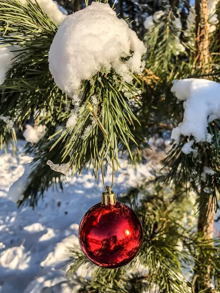 Різдвяний Сніг Ялинці Зимовий Ліс Свято Природі — стокове фото