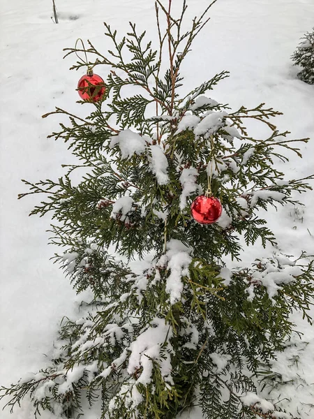 Bola Natal Neve Árvore Natal Floresta Inverno Feriado Natureza — Fotografia de Stock