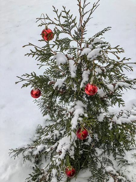 Bola Natal Neve Árvore Natal Floresta Inverno Feriado Natureza — Fotografia de Stock